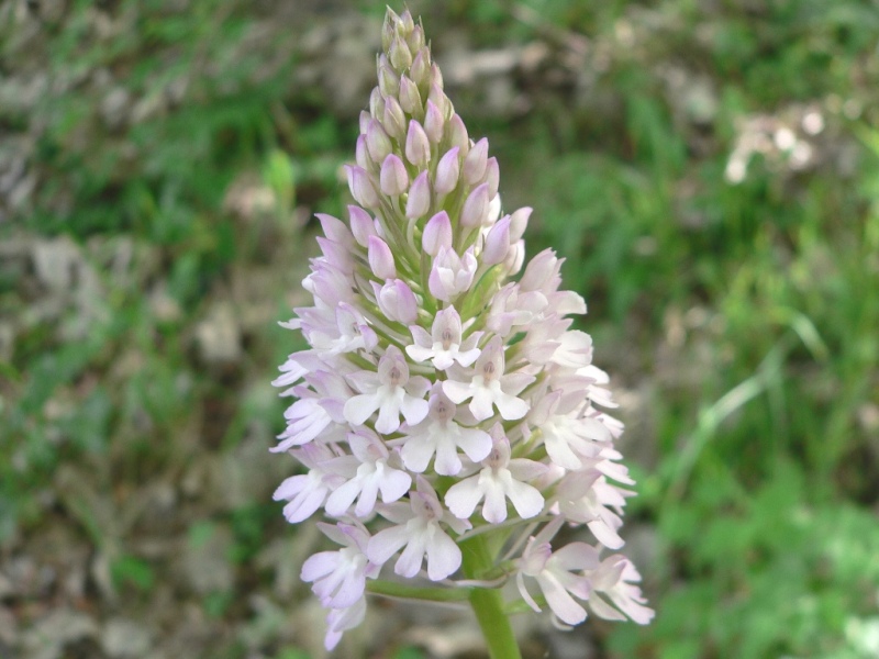 Anacamptis pyramidalis / Orchidea piramidale  (apocromia)